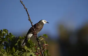 Horn Of Africa Prints: Northern White-rumped Babbler (Turdoides leucopygia) adult