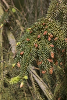 Buds Prints: Norway Spruce leaf and buds
