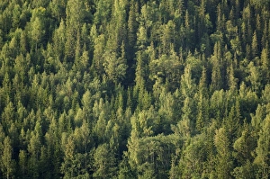 Coniferous Prints: Norway Spruce (Picea abies) boreal forest habitat, Sweden