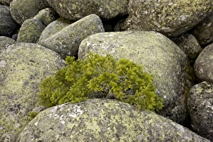 Stones Prints: Norway Spruce (Picea abies) dwarfed habit, growing amongst granite boulders in stone run