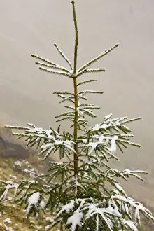 Rumania Prints: Norway Spruce (Picea abies) needles covered with light snow and frost