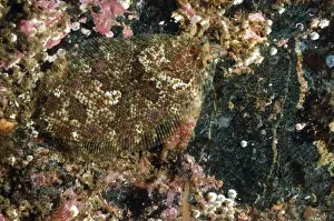 Highland Prints: Norwegian Topknot (Phrynorhombus norvegicus) adult