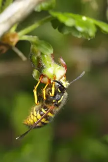 Norwegian Wasp (Dolichovespula norwegica) adult worker, feeding on Gooseberry (Ribes uva-crispa) flower, important pollinator of soft-fruit crops, Powys, Wales, april