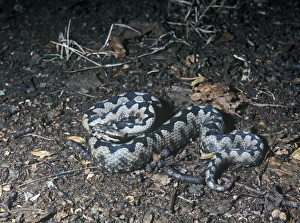 Poison Prints: Nose-Horned Viper (Vipera ammodytes)