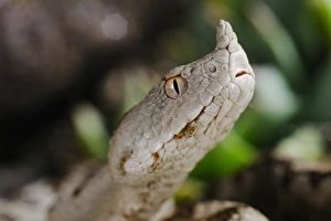 Poison Prints: Nose-horned Viper (Vipera ammodytes) adult, close-up of head, Italy, august