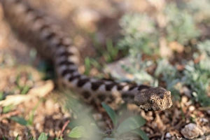 Nose-horned Viper (Vipera ammodytes) adult, close-up of head, Bulgaria, September