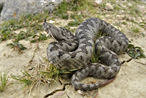 Nose-horned Viper (Vipera ammodytes) adult male, on cracked soil, Croatia
