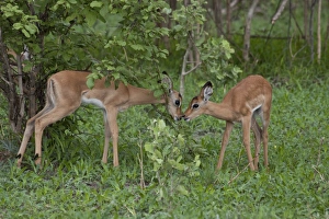 Botswana Prints: Nose to nose two young Impalas meet - Botswana