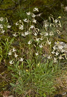 Iberia Prints: Nottingham Catchfly (Silene nutans) flowering, Spanish Pyrenees, Spain, June