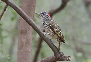 Wood Pecker Prints: Nubian Woodpecker (Campethera nubica) adult female, perched on branch, Kenya