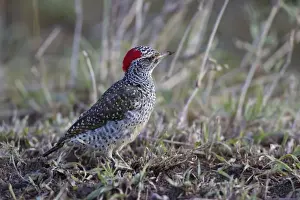 Nubian Woodpecker (Campethera nubica) adult female, foraging on ground, Serengeti N. P. Tanzania, December