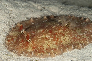 Borneo Prints: Nudibranch (Alliodoris hedleyi) adult, on sand, Mabul Island, Sabah, Borneo, Malaysia