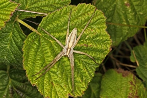 Wolf Spider Prints: Nursery-web Spider (Pisaura mirabilis) adult