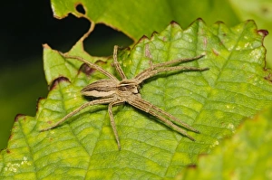 Nursery-web Spider (Pisaura mirabilis) adult, basking on leaf, Crossness Nature Reserve, Bexley, Kent, England