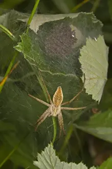 Protects Prints: Nursery-web Spider (Pisaura mirabilis) adult female