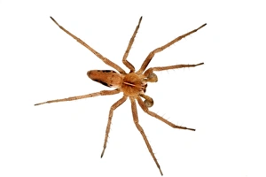 Wolf Spider Prints: Nursery-web Spider (Pisaura mirabilis) adult male