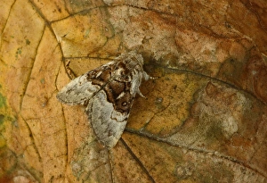 Nut-tree Tussock (Colocasia coryli) adult, resting on leaf, Norfolk, England, August