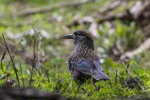 Nutcracker on conifer tree - Bulgaria