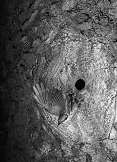 Eric Prints: Nuthatch flying from nest. Mistley Essex. Taken by Eric Hosking in 1949