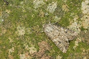 Noctuids Prints: The Nutmeg (Hadula trifolii) adult, camouflaged, Essex, England