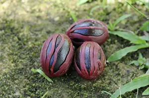 S Eed Prints: Nutmeg (Myristica fragrans) seeds with Mace (outer aril) attached