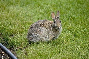 Lagomorph Prints: Nuttalls Cottontail (Sylvilagus nuttallii) adult