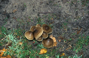 Bonnet Prints: Nycena Inclinata