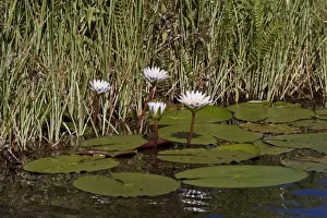 Lotus Prints: Nymphaea nouchali, commonly known as the Red and blue water lily