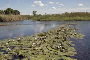 Nymphaea nouchali, commonly known as the Red and blue water lily, Blue star water lily, Star lotus