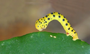 Lepidoptera Prints: Four O clock Moth (Dysphania fenestrata) caterpillar