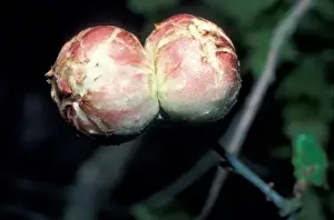 Gall Prints: Oak apple gall of a sexual form, made by a grub of the gall wasp Biorhiza pallida