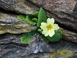 Stone Prints: Oak Beauty (Biston strataria) adult male