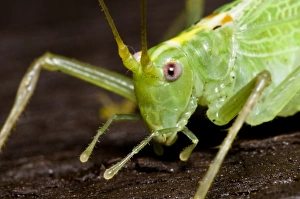 Cricket Prints: Oak Bush-cricket (Meconema thalassinum) adult
