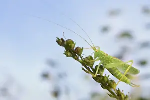 Cricket Prints: Oak Bush-cricket (Meconema thalassinum) adult male