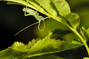 Groom Prints: Oak Bush-cricket (Meconema thalassinum) nymph