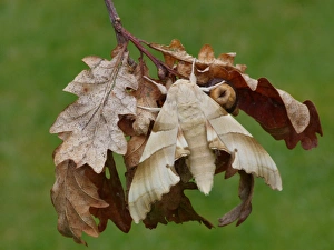 Hawkmoths Prints: Oak Hawkmoth (Marumba quercus) adult, resting on dry oak leaves, Corsica, France, April