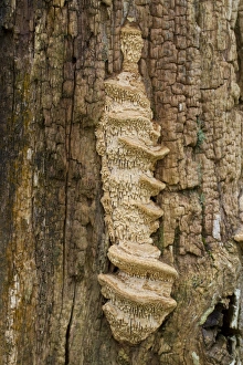 Oak Mazegill (Daedalea quercina) fruiting bodies, growing on oak gatepost, Powys, Wales, February
