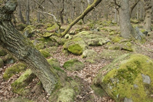 Oaks Prints: Oak (Quercus sp. ) upland wood habitat