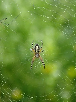 Webs Prints: Oak Spider (Aculepeira ceropegia) adult female