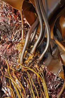 Oarweed (Laminaria digitata) close-up of holdfasts and stipes, exposed at low tide, Kimmeridge, Isle of Purbeck