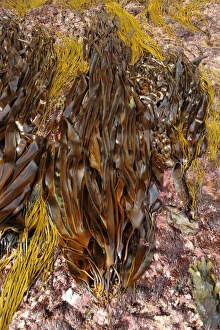 Oarweed (Laminaria digitata) fronds, exposed at low tide, Kimmeridge, Isle of Purbeck, Dorset, England, April
