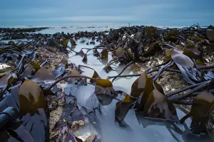 Tide Prints: Oarweed (Laminaria digitata) fronds and incoming tide at dawn