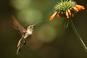 Hovering Prints: Oasis Hummingbird (Rhodopis vesper) adult female