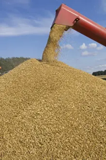Trailer Prints: Oat (Avena sativa) crop, combine harvester unloading grain into trailer, Sweden