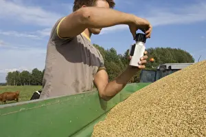 Trailer Prints: Oat (Avena sativa) crop, farmer testing harvested grain in trailer with moisture tester