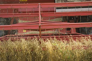 Oat (Avena sativa) crop, harvesting field, close-up of combine harvester header, Sweden