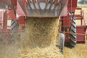 Oat (Avena sativa) crop, harvesting field, close-up of combine harvester discharging straw waste, Sweden