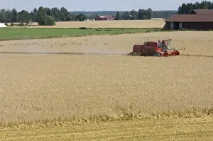 Oat (Avena sativa) crop, Massey Ferguson combine harvester harvesting field, cattle herd in next field, Sweden