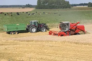 Oat (Avena sativa) crop, Massey Ferguson combine harvester harvesting field beside tractor and trailer