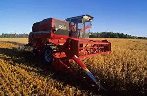 Grain Prints: Oat (Avena sativa) crop, Massey Ferguson combine harvester at work, Sweden